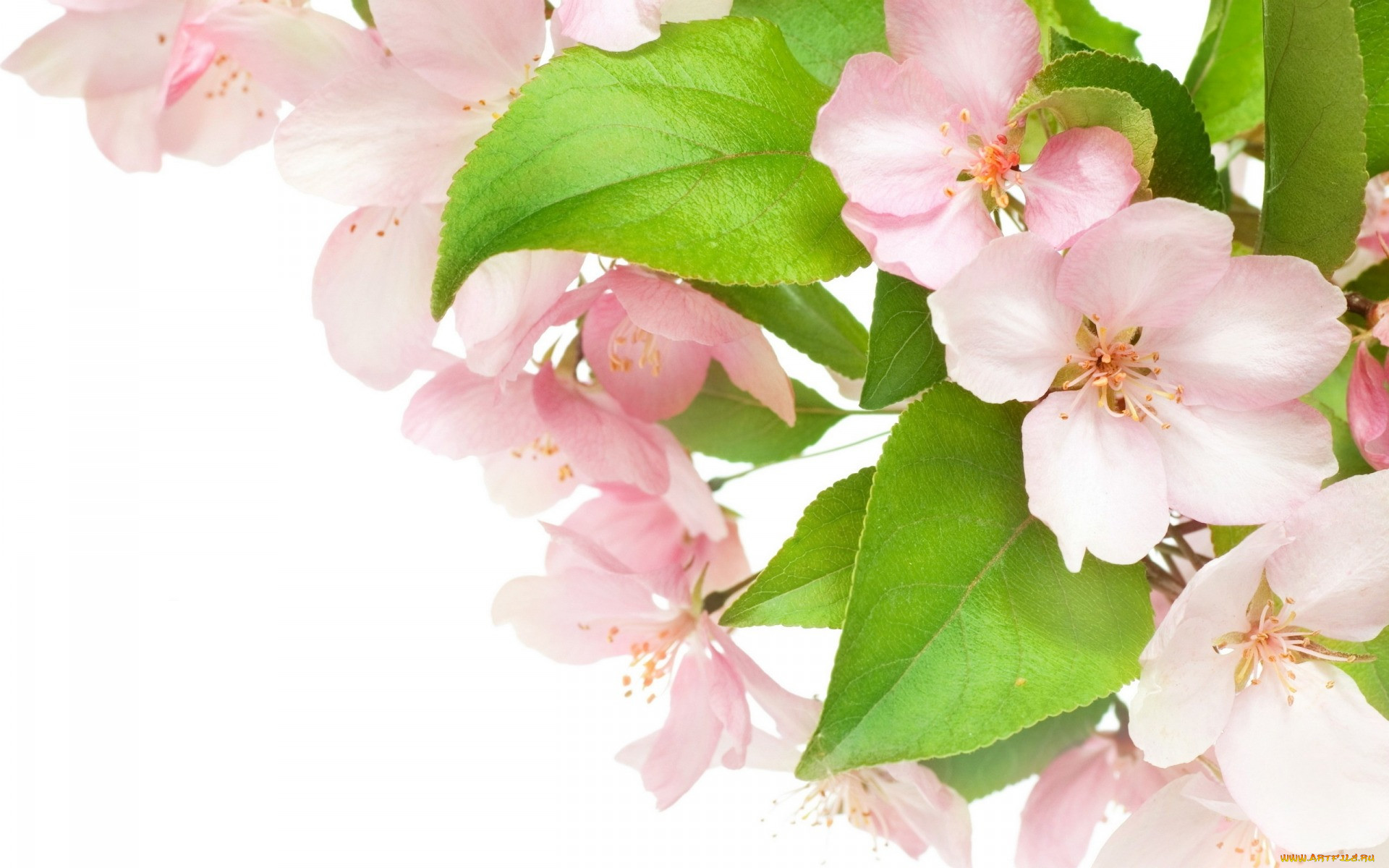 ,   ,  , petals, , pink, blossoms, tender, white, apple, tree, , , , beauty, , , , , flowers, spring
